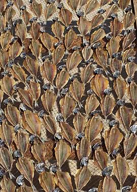 Dry fish in Nazare 04