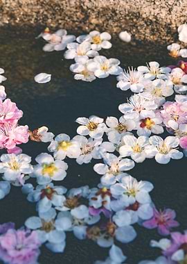 Cherry Blossom Petals