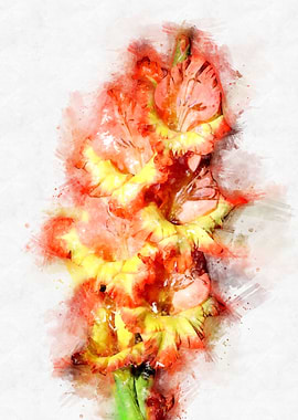 gladiolus watercolor