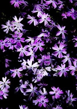 Violet flowers