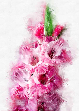 pink gladiolus watercolor