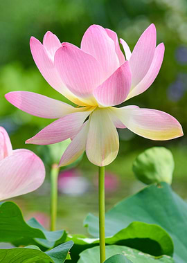 Pink Water Lily