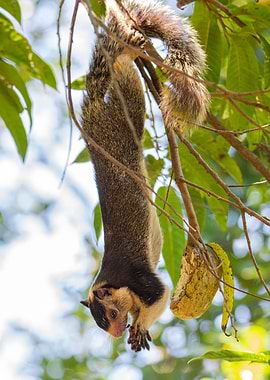 giant squirrel