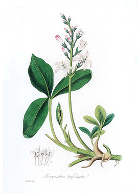 Bogbean Menyanthes