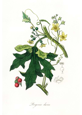 Bryonia dioica