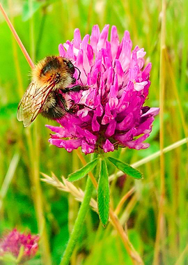 Clover and bumblebee