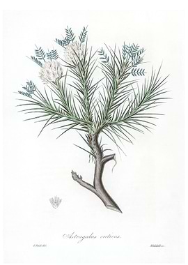 Astragalus creticus