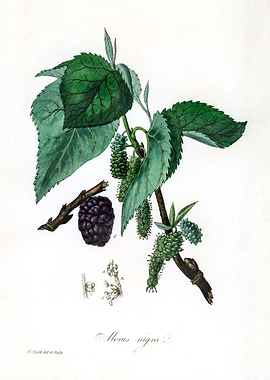 Black mulberry Morus nigra