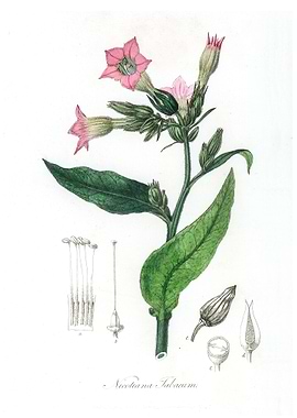 Nicotiana tabacum