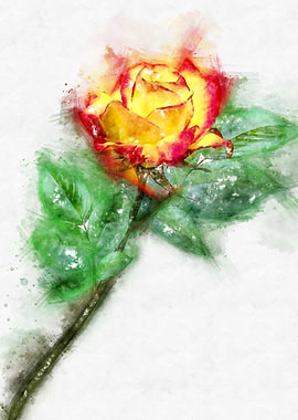 red yellow rose watercolor