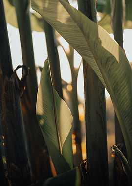 banana tree sunset