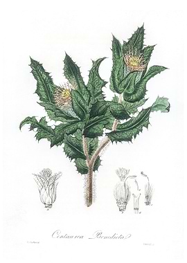 Holy thistle Centaurea