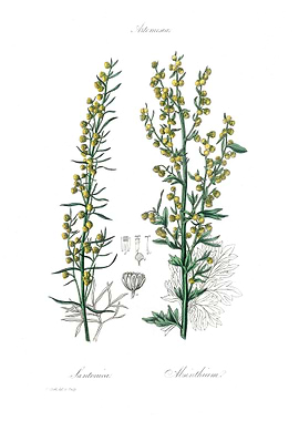 artemisia