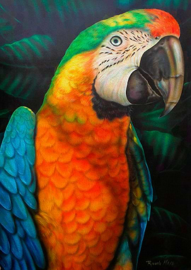 Orange parrot