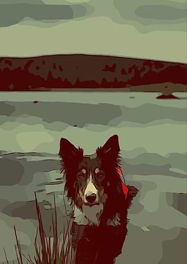Border Collie on a Lake