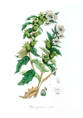 Hyoscyamus niger
