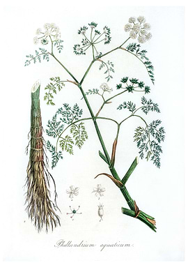 phellandrium aquaticum