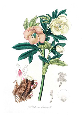 Helleborus orientalis