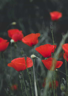 Poppy field