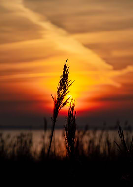 Reed in the Sunset