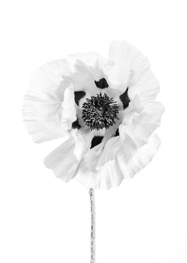Giant Poppy 1
