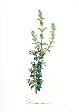 Diosma crenata