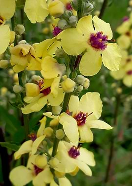 Yellow field flowers
