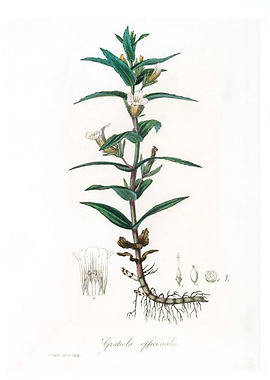 Gratiola officinalis