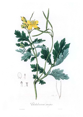 Greater celandine