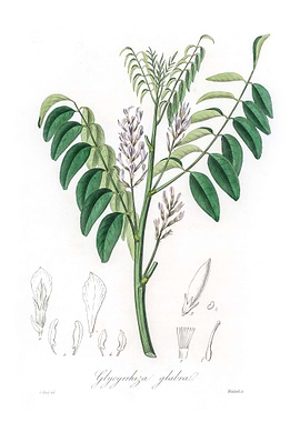 Liquorice Glycyrrhiza