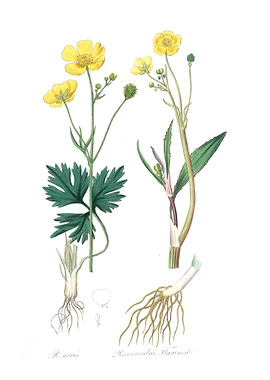 Lesser spearwort