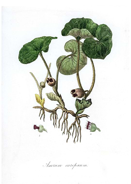 Asarum europaeum