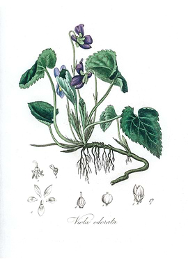Viola odorata