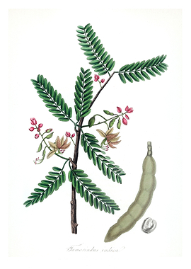 Tamarindus indica