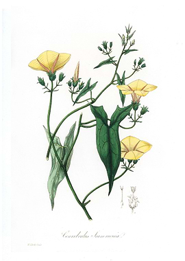 Convolvulus