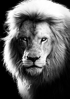 lion king dreame look face