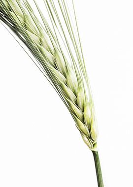 Barley Ear 3