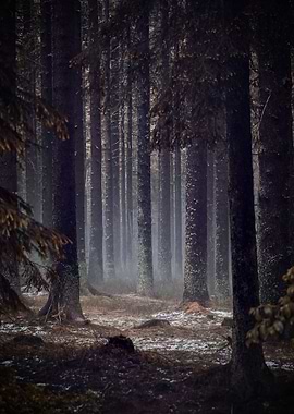 Dark Forest