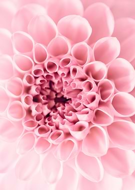 Pom Pom Dahlia Close Up