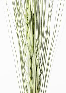 Barley Ear 2
