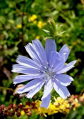 Chicory