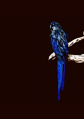 parrot isolated in black