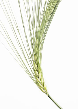 Barley Ear 1