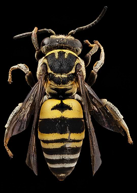 animal nature bee