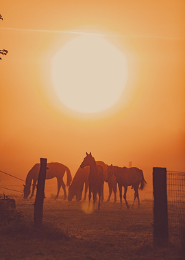 Horses in the fog