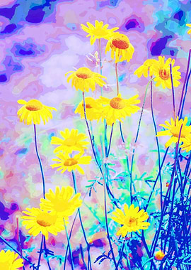 Blue and Yellow Daisies