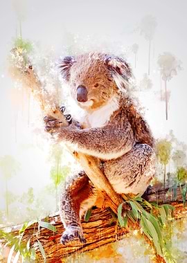Koala