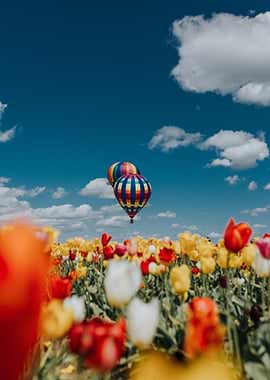 Hot Air Balloon