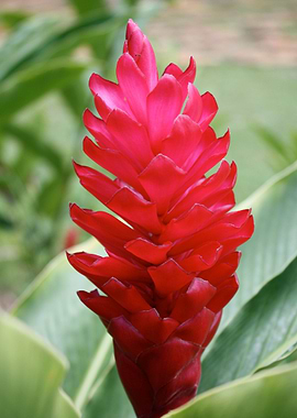 Rainforest Torch Ginger