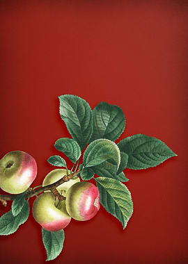 Vintage Apple Painting Red